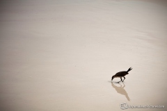 daytona_beach_20140613_162528_0948