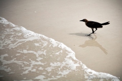 daytona_beach_20140613_162532_0949